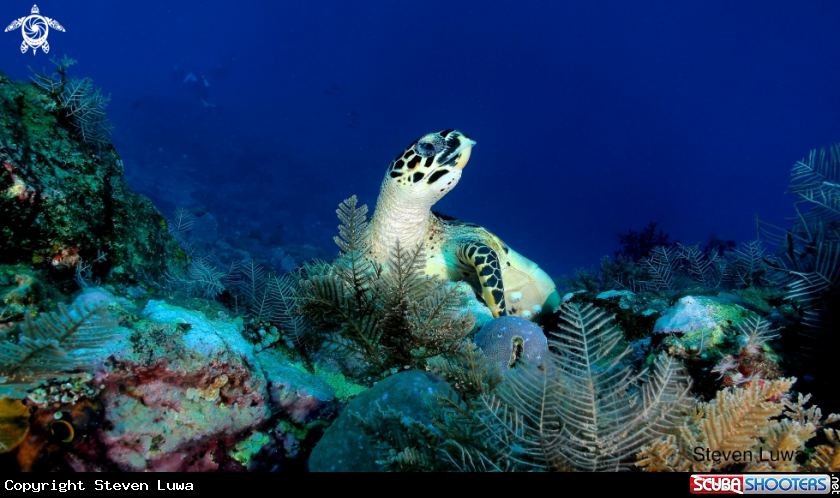 A Sea Turtle