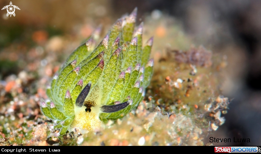 A Sheep Nudibranch