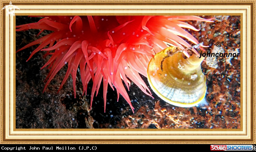 A underwater creature