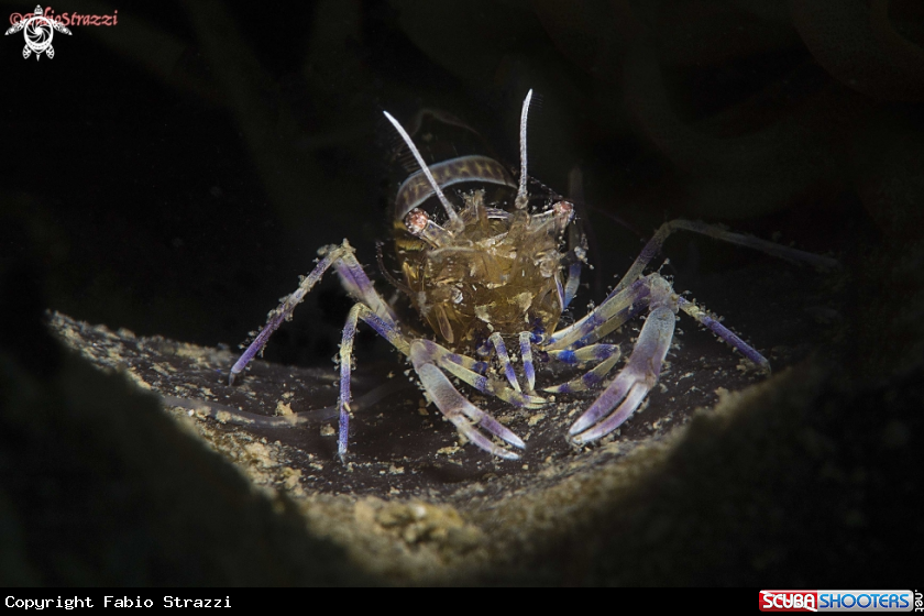 A Periclemenes amethysteus