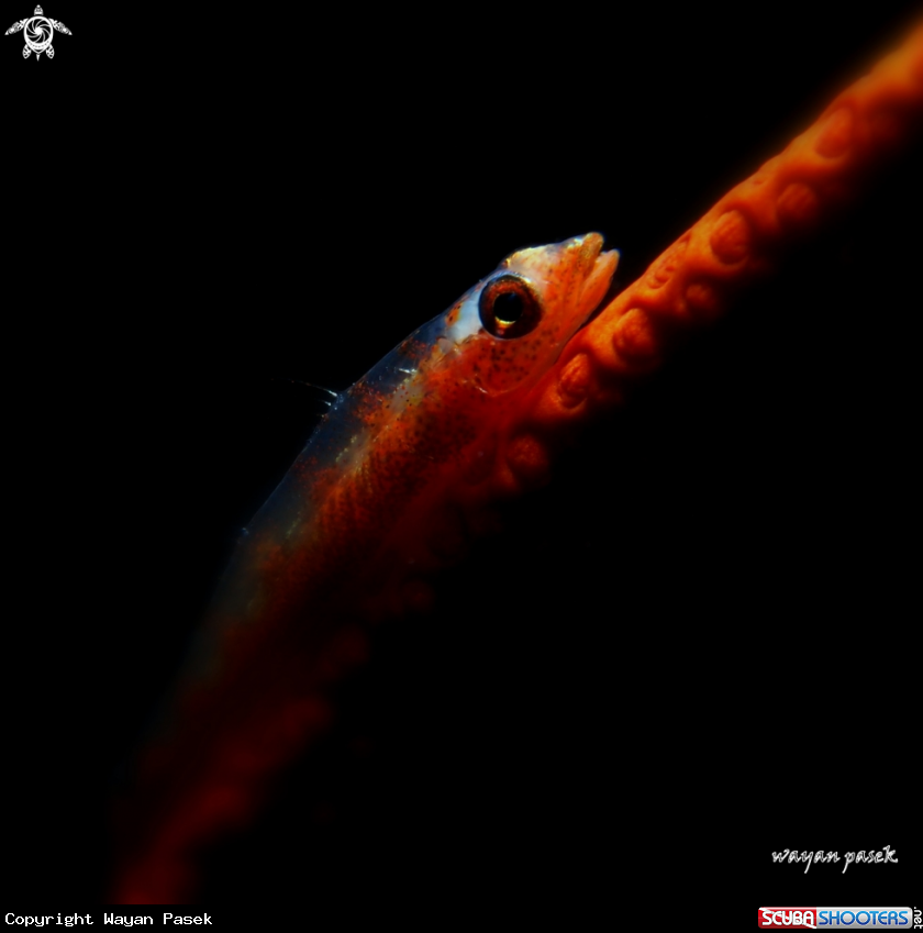 A Goby