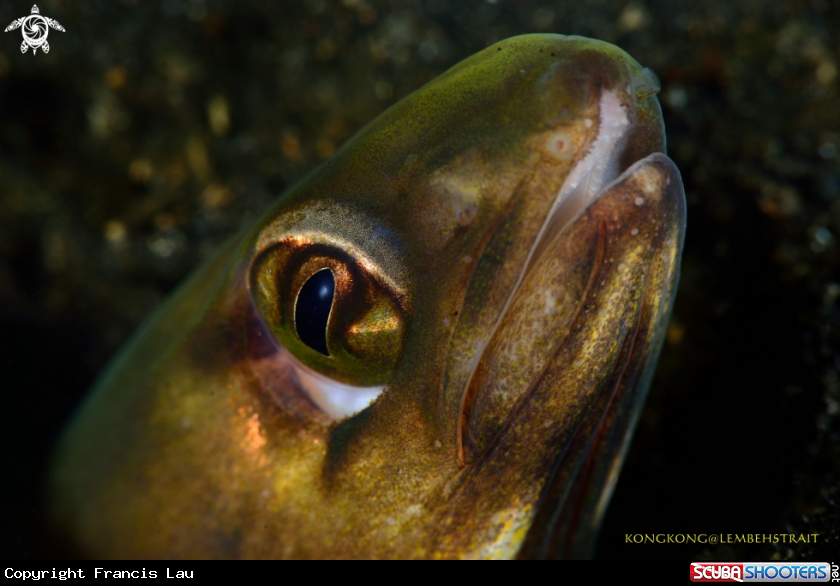 A Eel