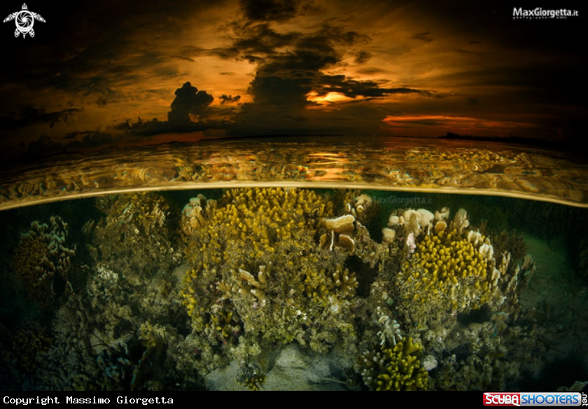 A reef