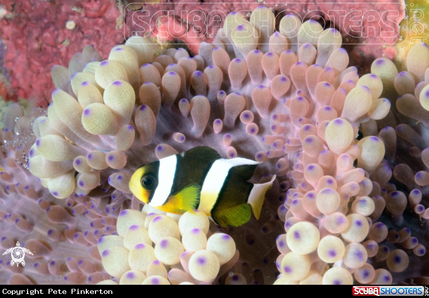 A Anemonefish
