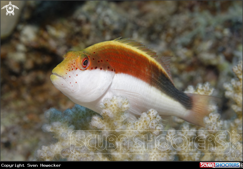 A Freckled Hawkfish