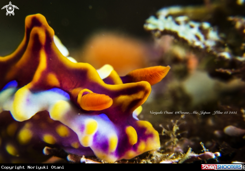 A Nudibranch