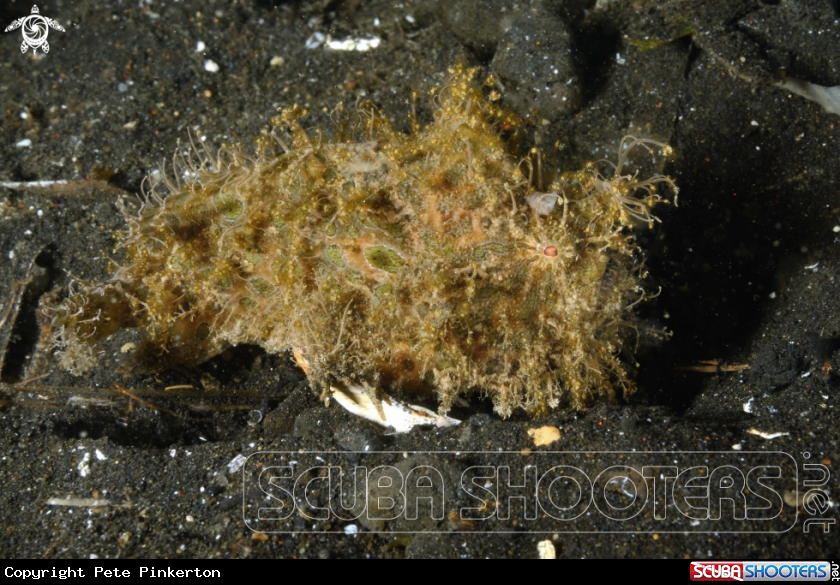 A Hairy Frogfish