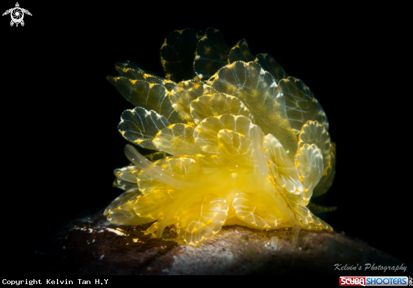 A C.elegan nudi