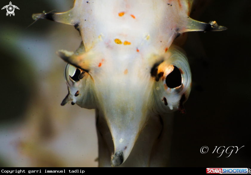 A sea horse