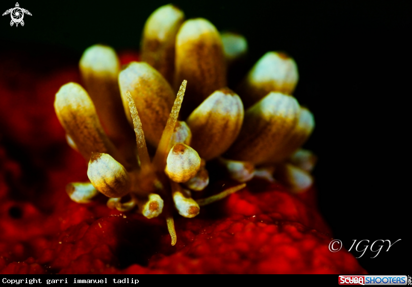 A nudibranch