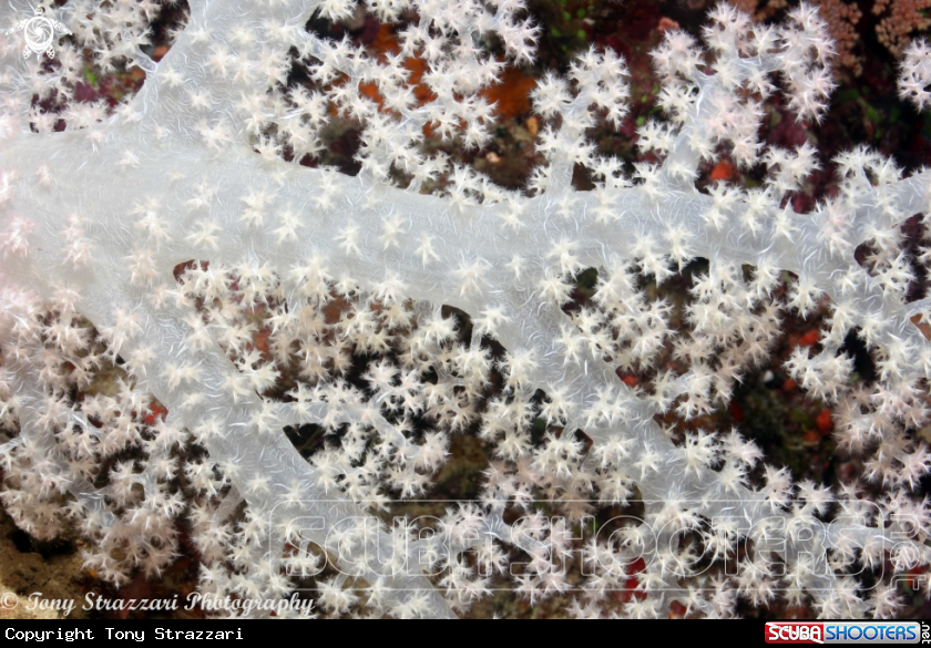 A White softcoral