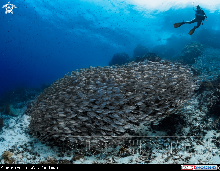 A Oxeye Scad