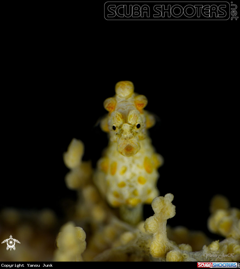 A Bargibanti Seahorse