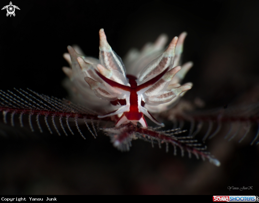 A Eubranchus Sp