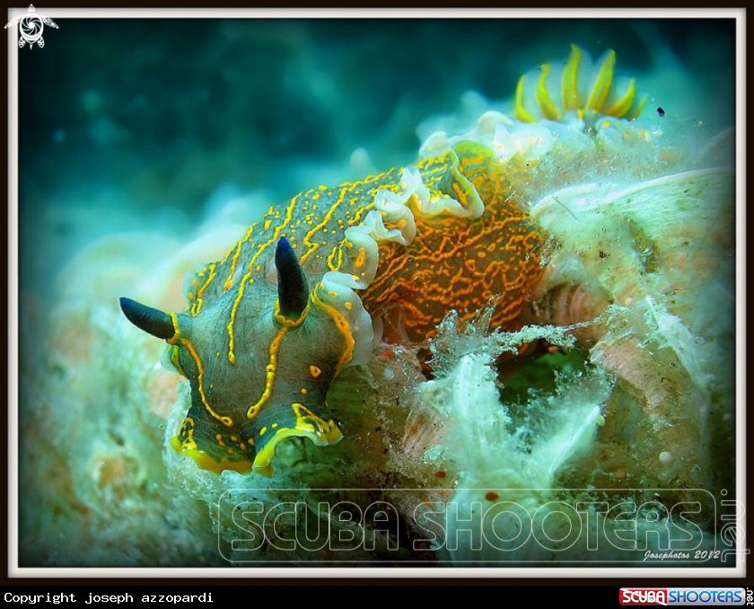A nudi branch