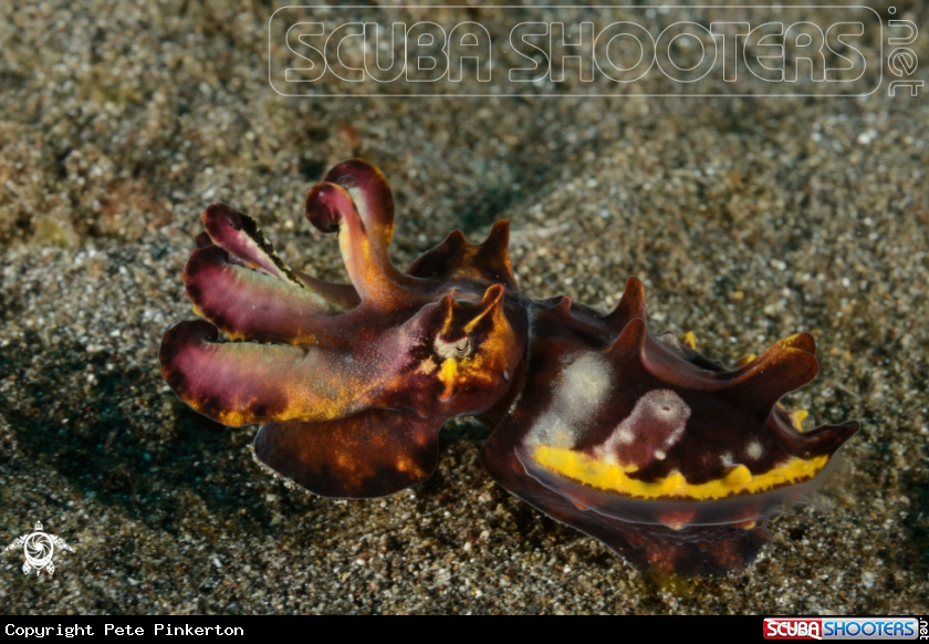 A flamboyant cuttlefish