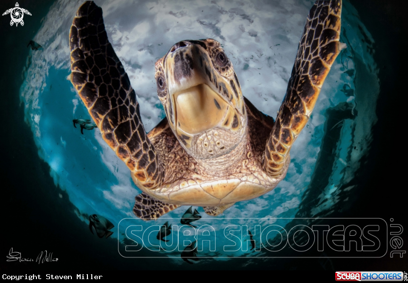 A Sea Turtle