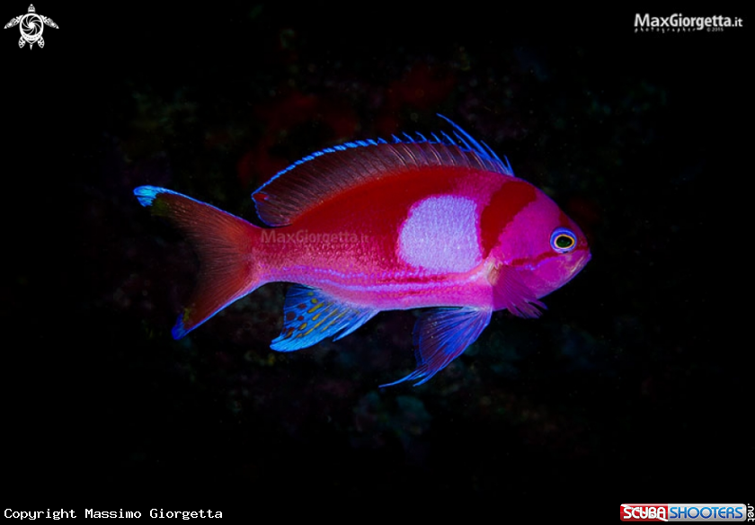 A squarespot anthias 