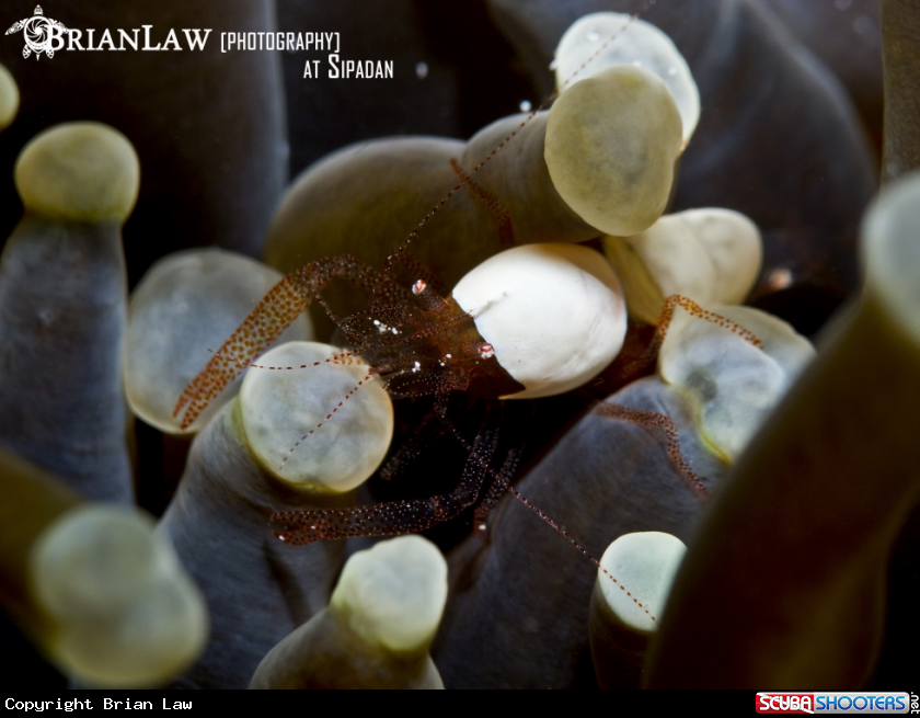 A Egg Shell Shrimp