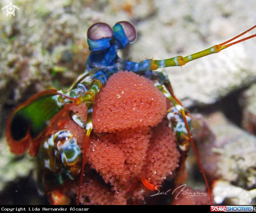 A Mantis shrimp