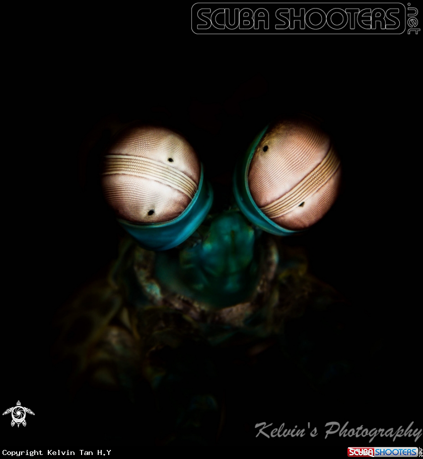A Mantis shrimp