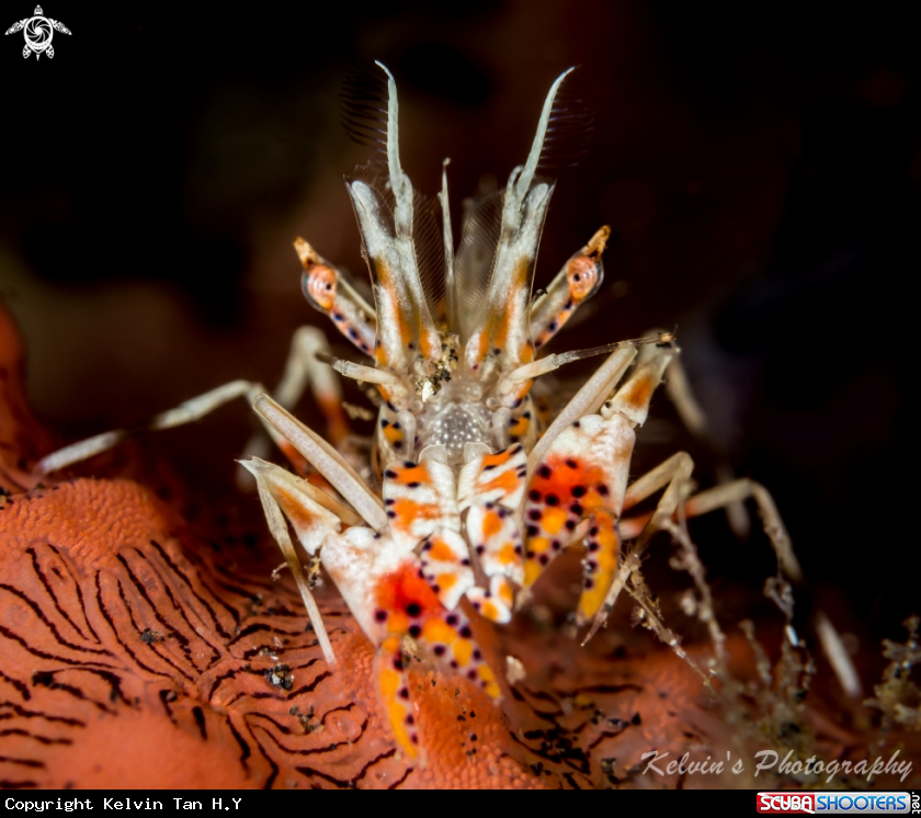 A Spiny tiger shrimp