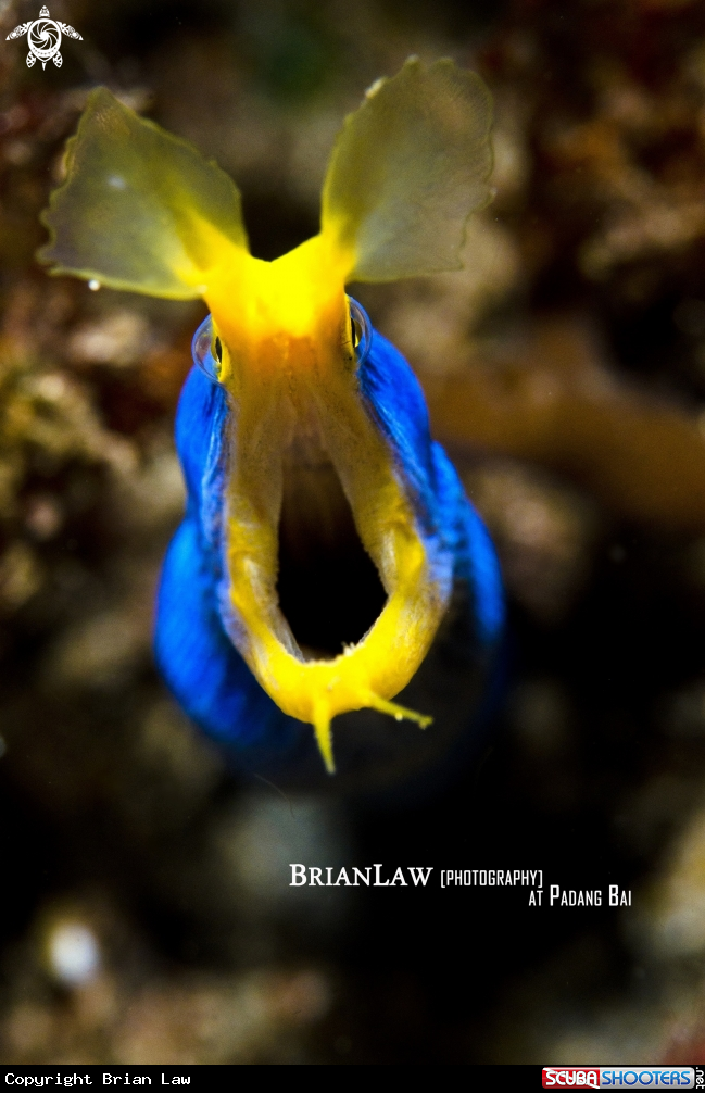A Ribbon Eel