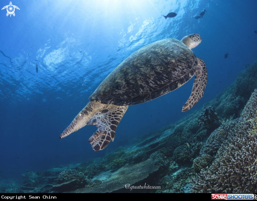 A Green Turtle