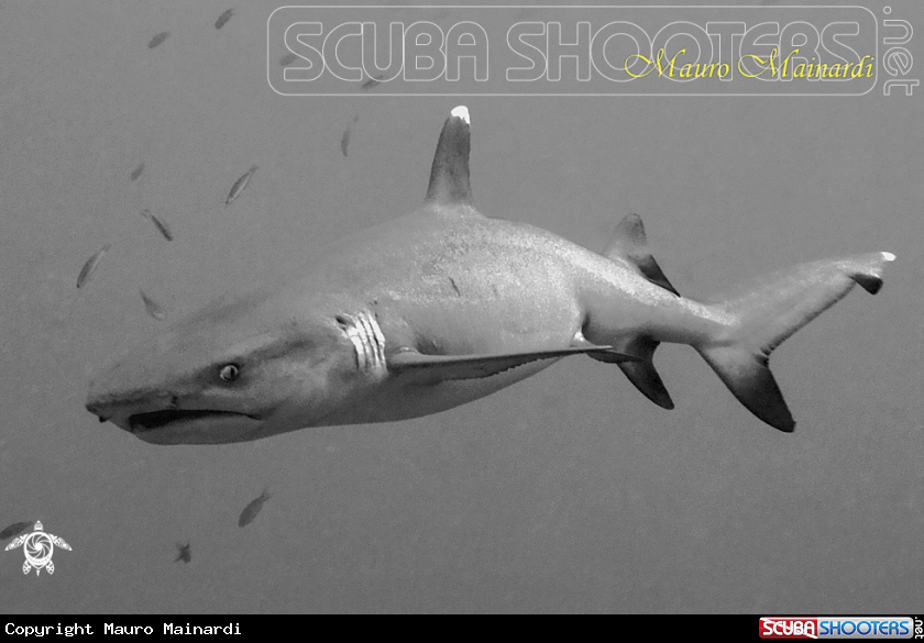 A B/W white tip