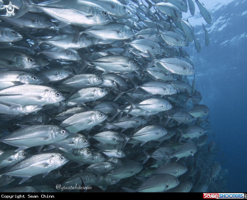 A Jackfish