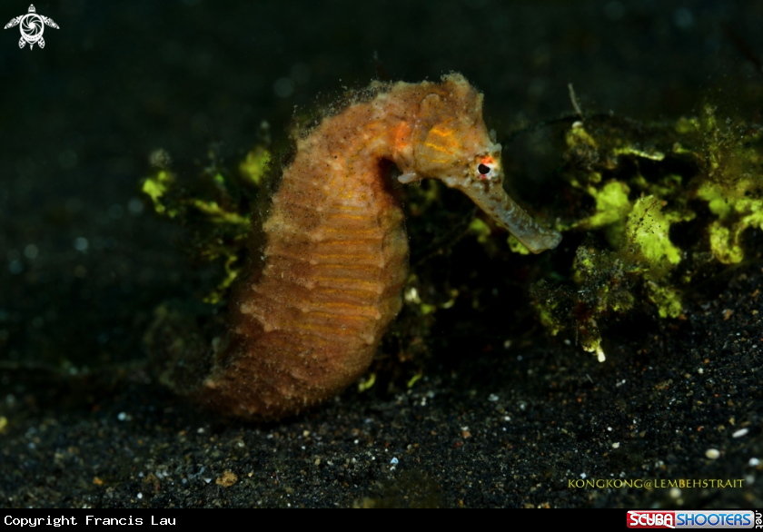A Seahorse