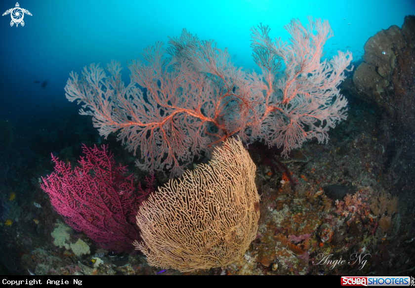 A Sea fan