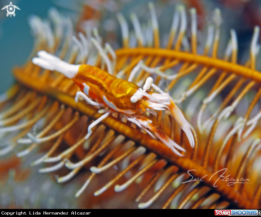 A crinoid shrimp
