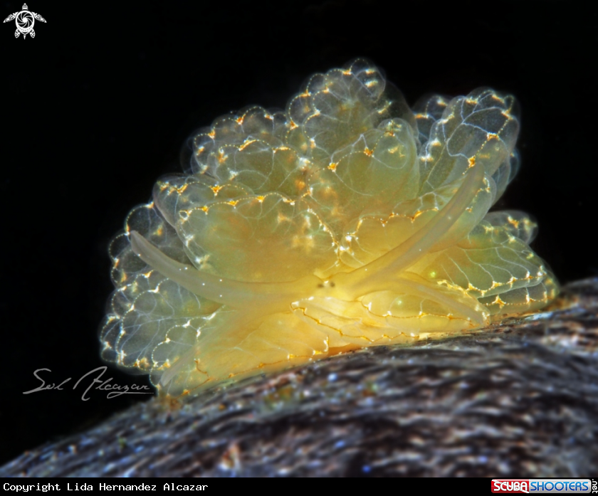 A nudibranch
