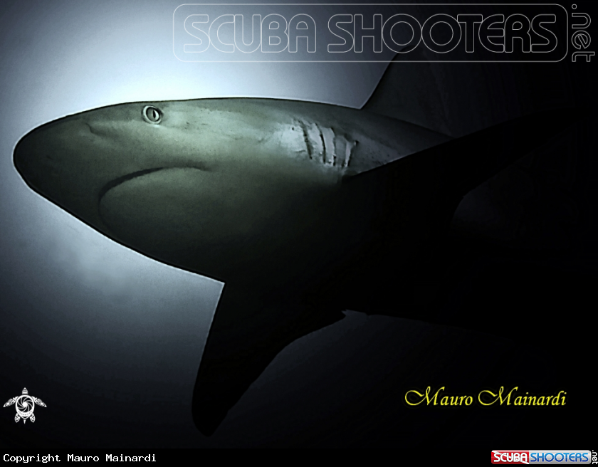 A Grey shark