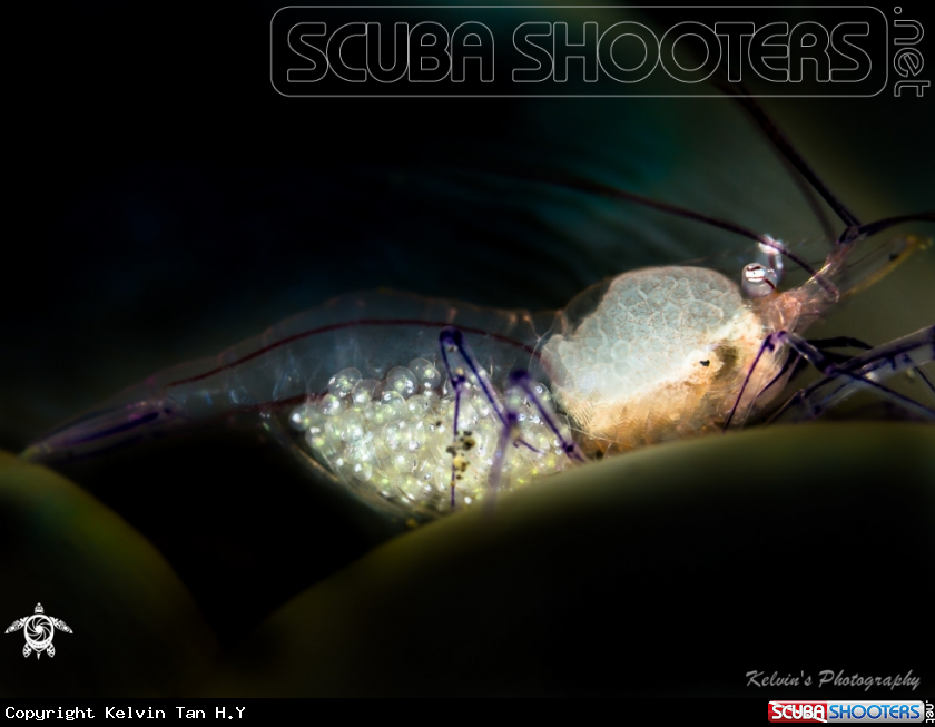 A Shrimp with eggs