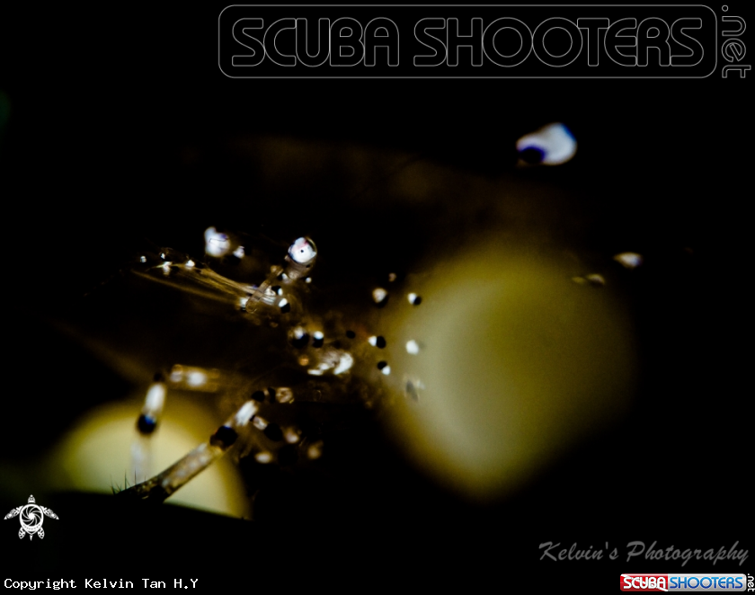 A Commensial shrimp