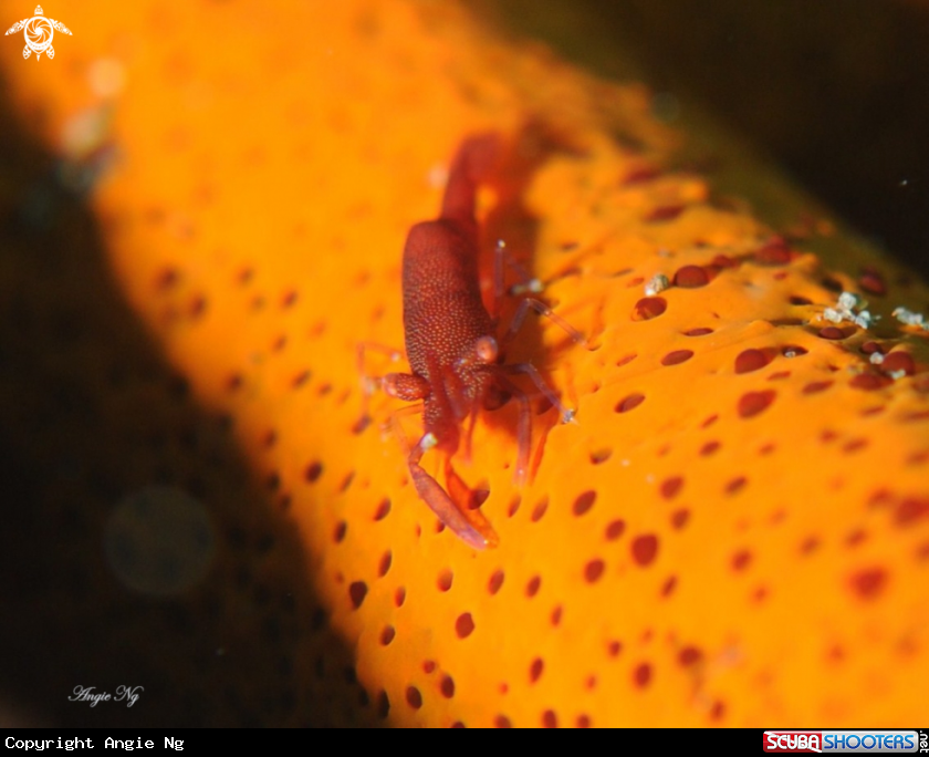 A Shrimp