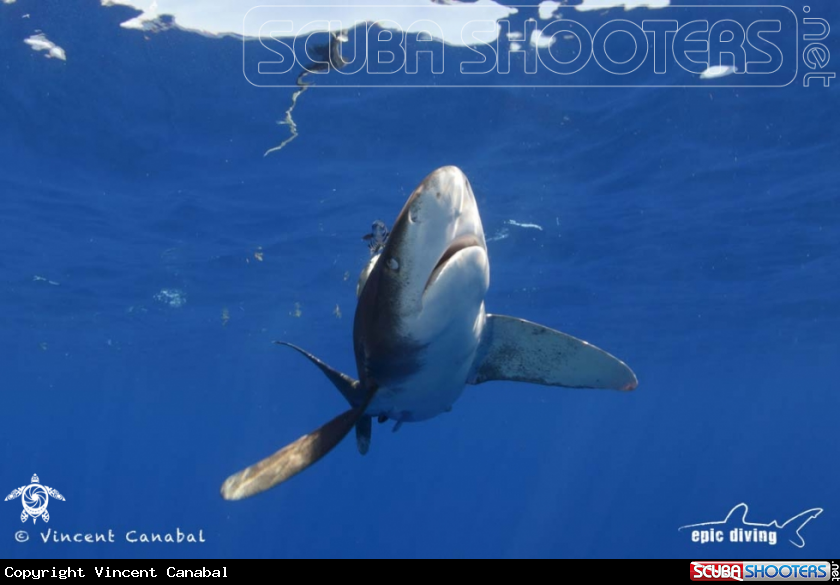 A Oceanic Whitetip Shark