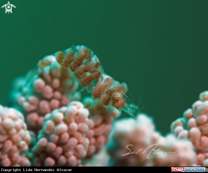 A soft coral shrimp 