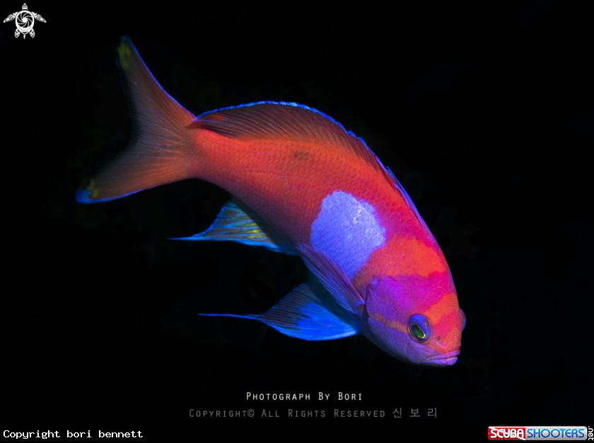 A Anthias