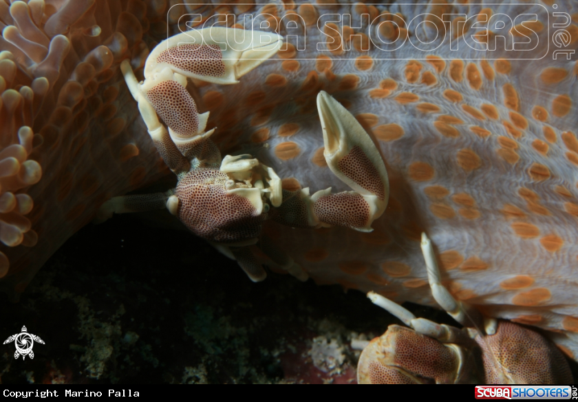 A Porcelain Crab