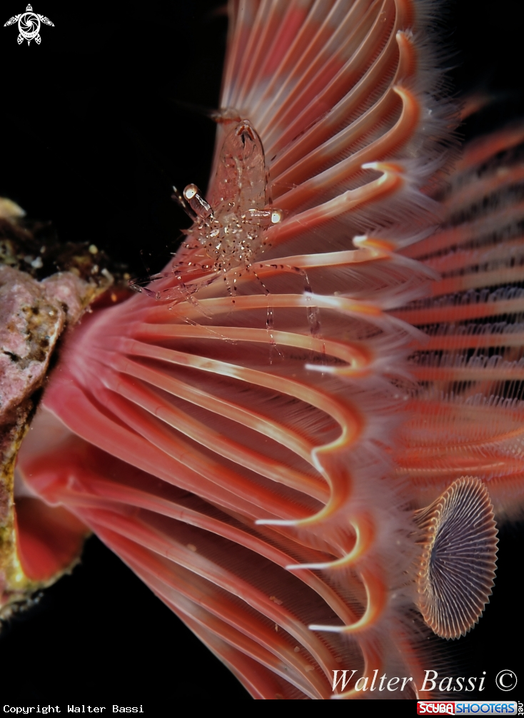 A Shrimp and serpula