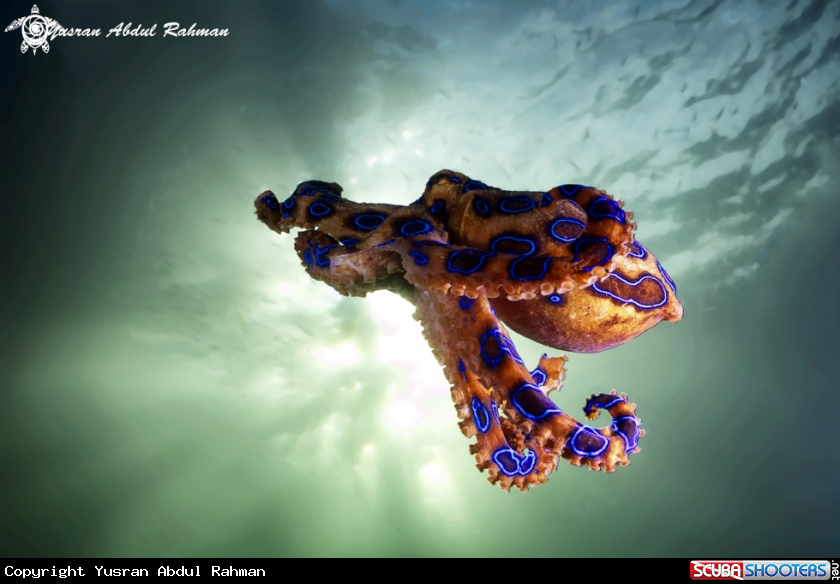 A Blue Ringed Octopus