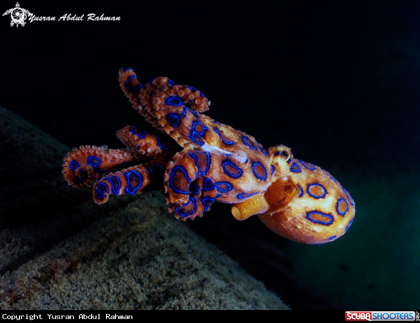 A Blue Ringed Octopus