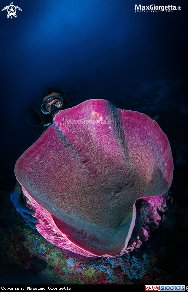A sponge