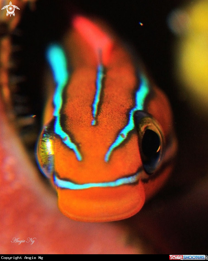 A Worm blenny