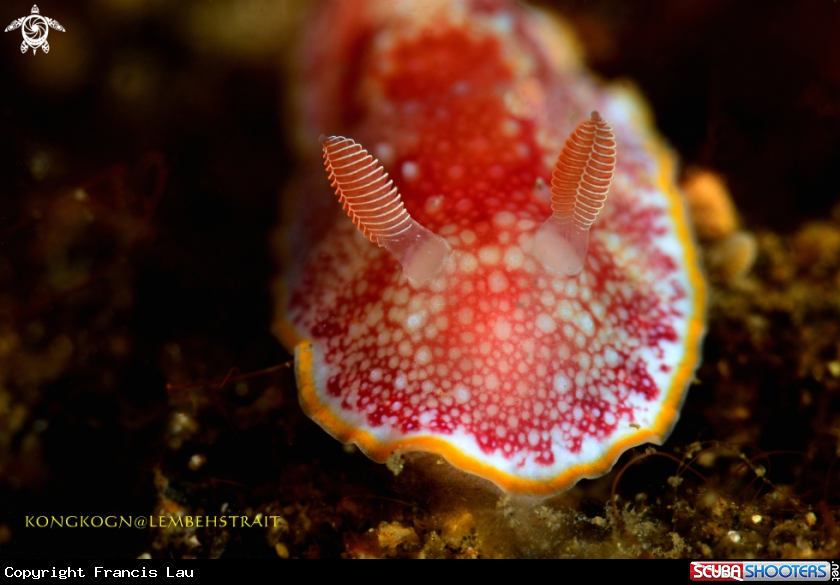 A Nudibranch