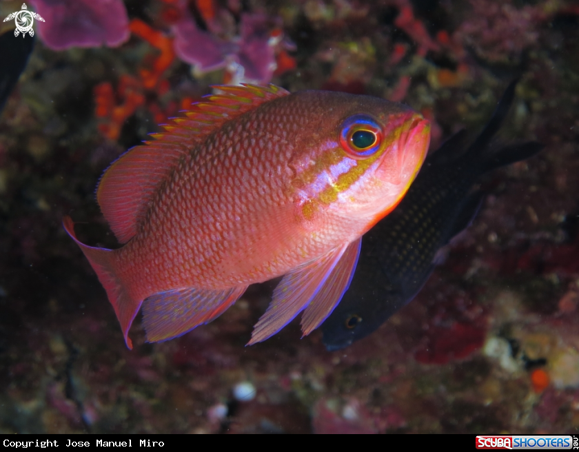 A Anthias