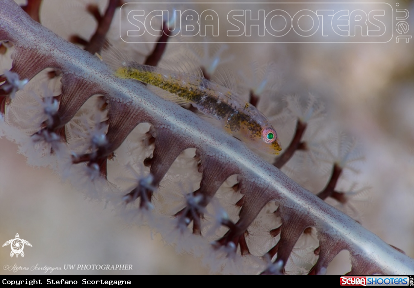 A  Pleurosicya mossambica (Ghostgoby)